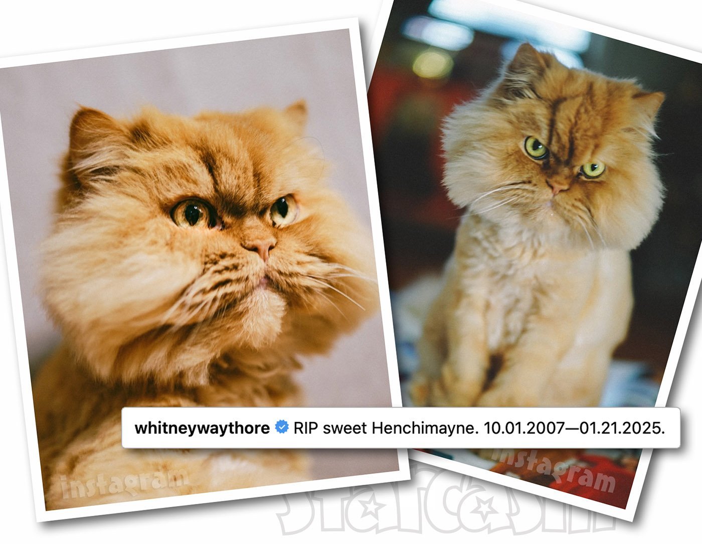 Henchi, Whitney Thore's orange Persian cat, in her Instagram tribute